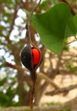 Erythrina lysistemon. Раскрывшийся плод. Израиль, г. Беэр-Шева, городское озеленение. 10.06.2013.