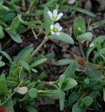 Holosteum umbellatum