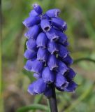 род Muscari