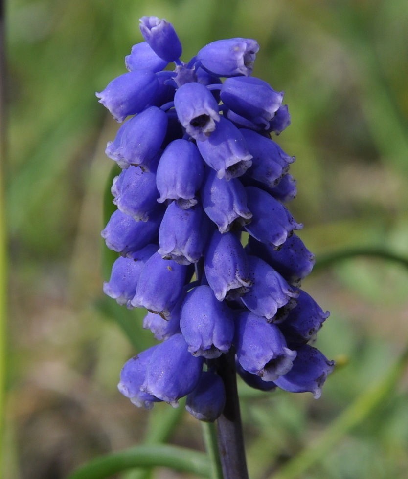 Изображение особи род Muscari.