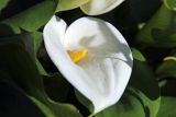 Zantedeschia aethiopica