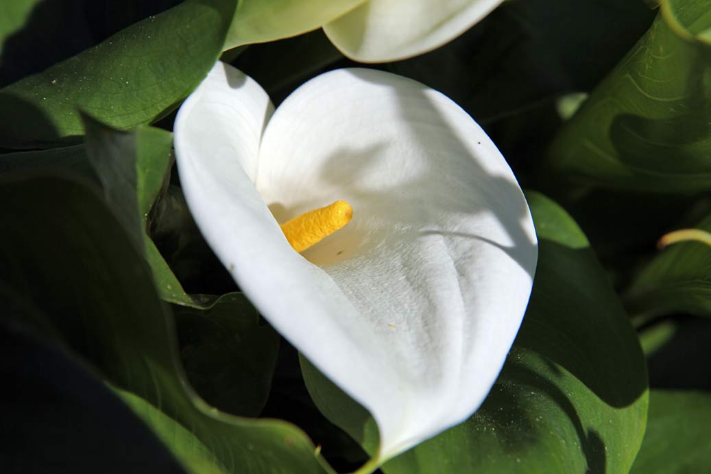 Image of Zantedeschia aethiopica specimen.