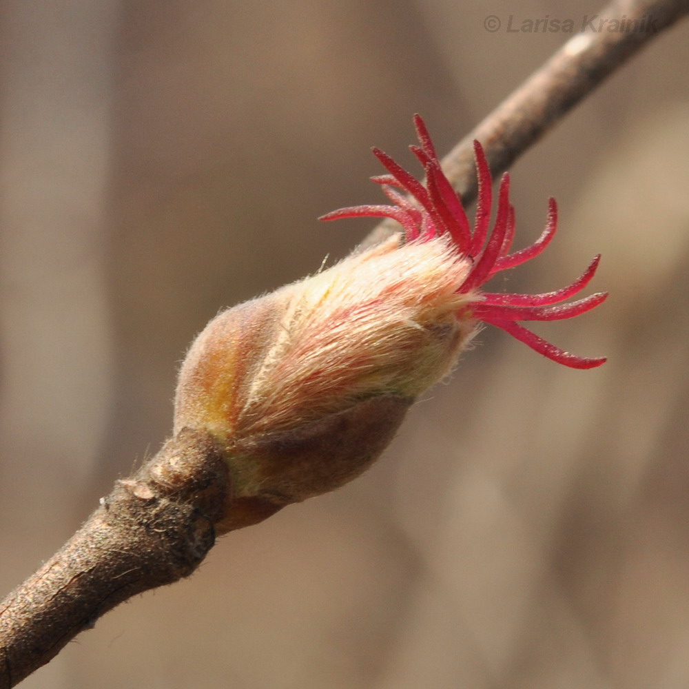 Image of Corylus mandshurica specimen.