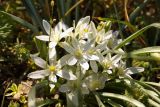 Ornithogalum refractum