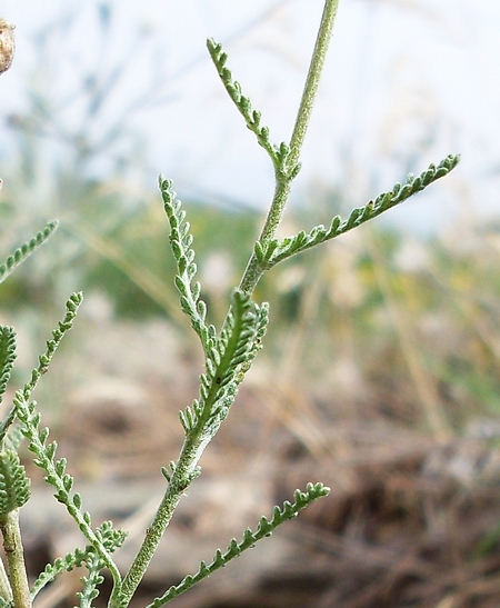 Image of Achillea leptophylla specimen.