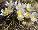 Pulsatilla patens