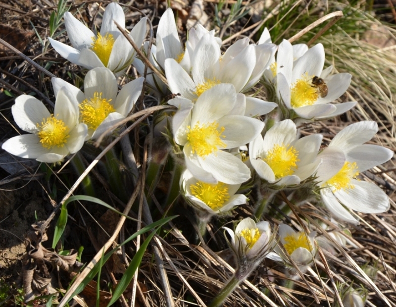 Image of Pulsatilla patens specimen.