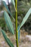 Salix pycnostachya