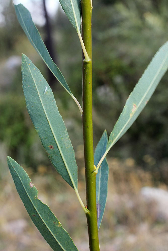 Image of Salix pycnostachya specimen.