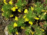 Ajuga chia