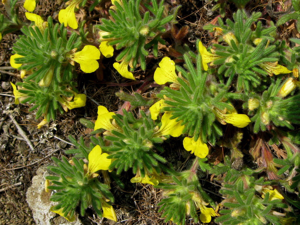 Image of Ajuga chia specimen.