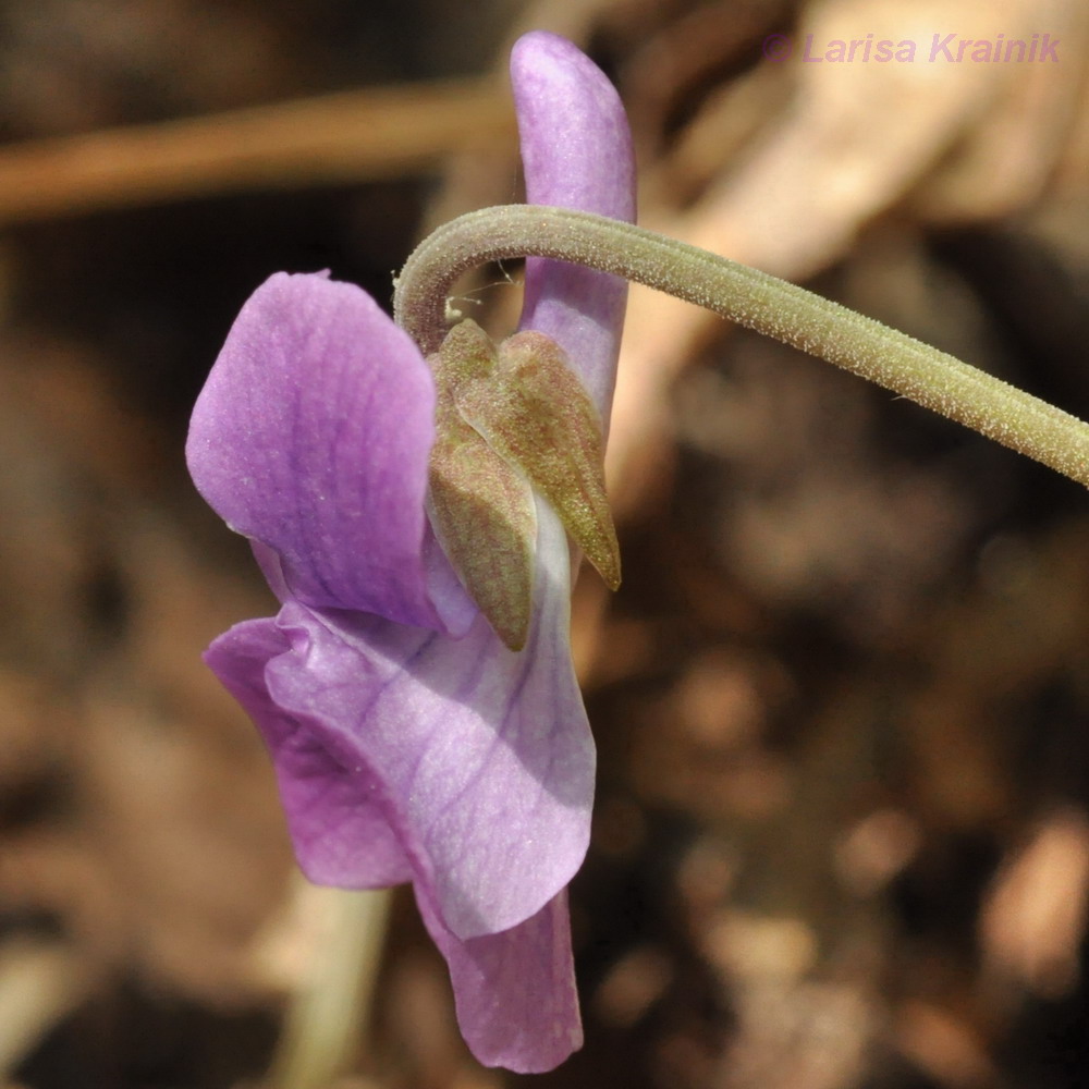 Изображение особи Viola primorskajensis.