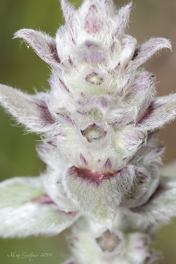 Image of Stachys cretica specimen.