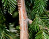 Sequoia sempervirens