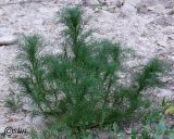 Tripleurospermum inodorum