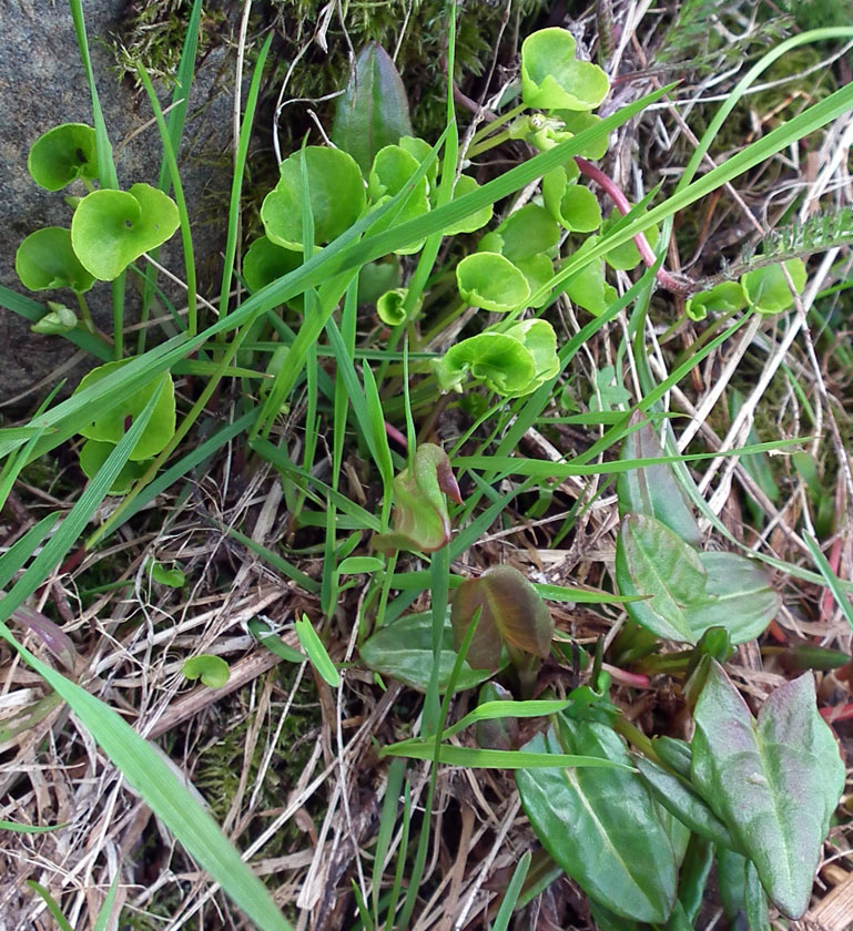 Image of Rumex lapponicus specimen.