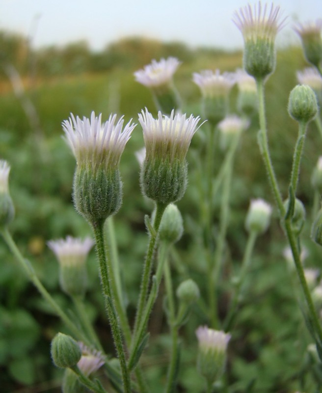 Image of Erigeron podolicus specimen.