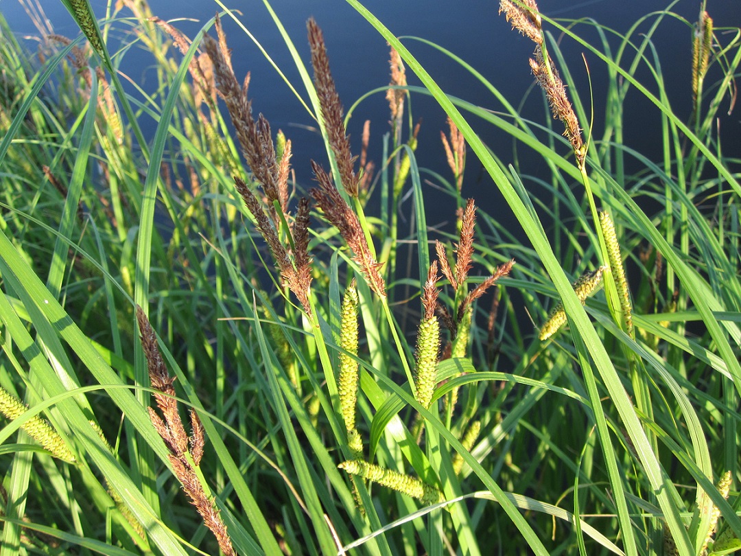 Image of Carex acutiformis specimen.