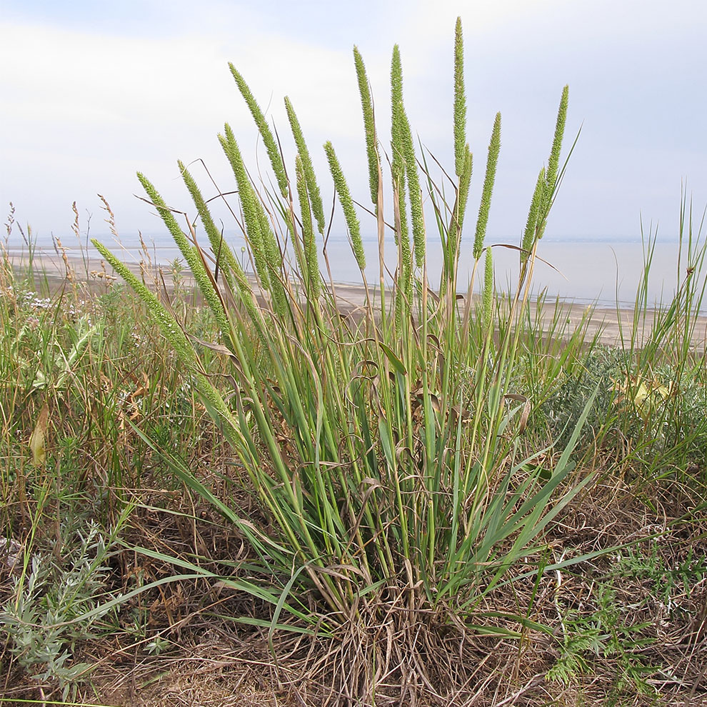 Image of Phleum phleoides specimen.