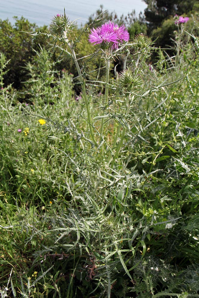 Image of Galactites tomentosus specimen.