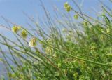 Rumex hastifolius