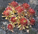 Aeonium разновидность atropurpureum