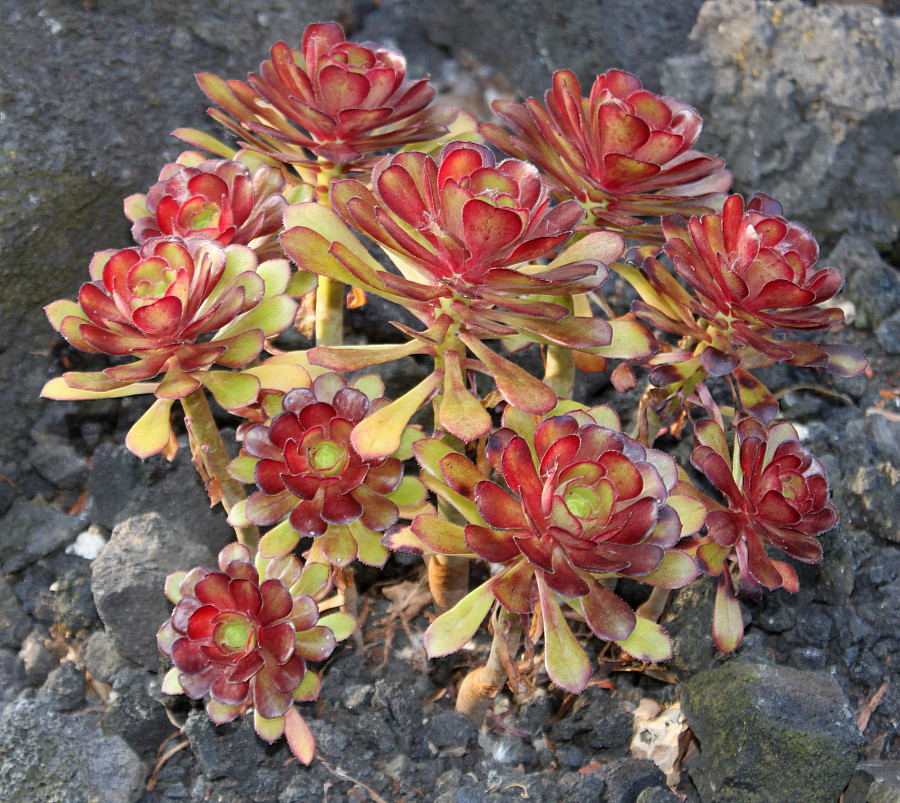 Image of Aeonium arboreum var. atropurpureum specimen.