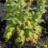 genus Verbascum. Нижняя часть растения. Германия, г. Дюссельдорф, Ботанический сад университета. 03.07.2014.