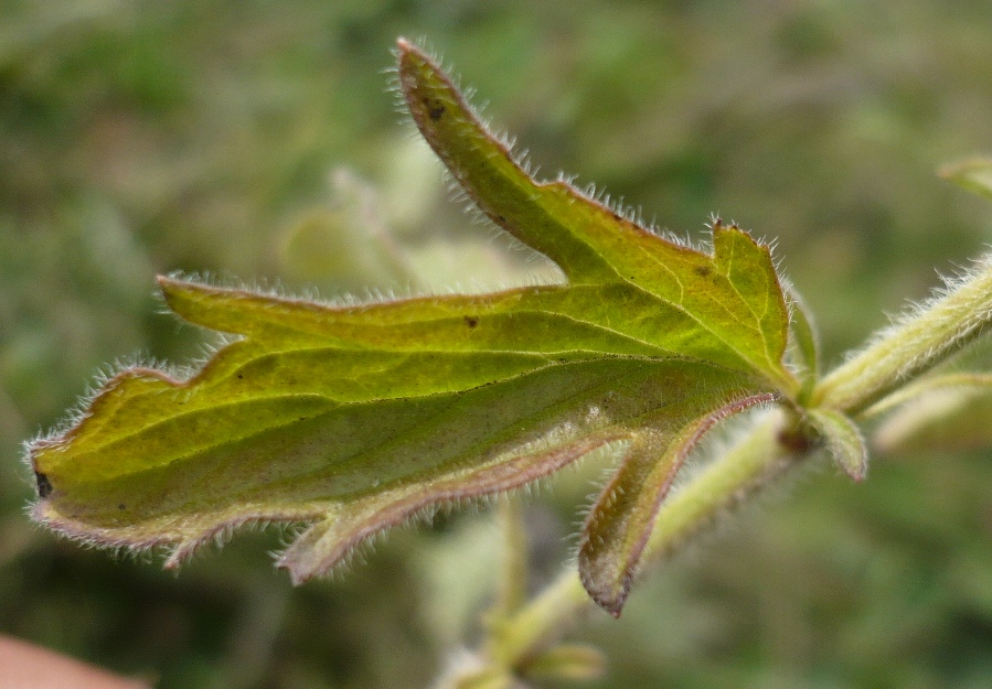 Изображение особи Schizonepeta multifida.