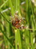 Bolboschoenus maritimus