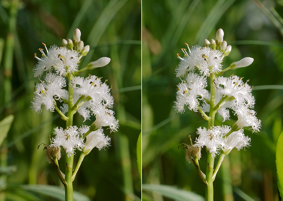 Image of Menyanthes trifoliata specimen.