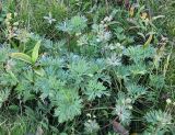 Anemonastrum biarmiense. Плодоносящие растения. Республика Коми, Печоро-Илычский заповедник, хребет Мань-Пупунёр. 18.08.2014.