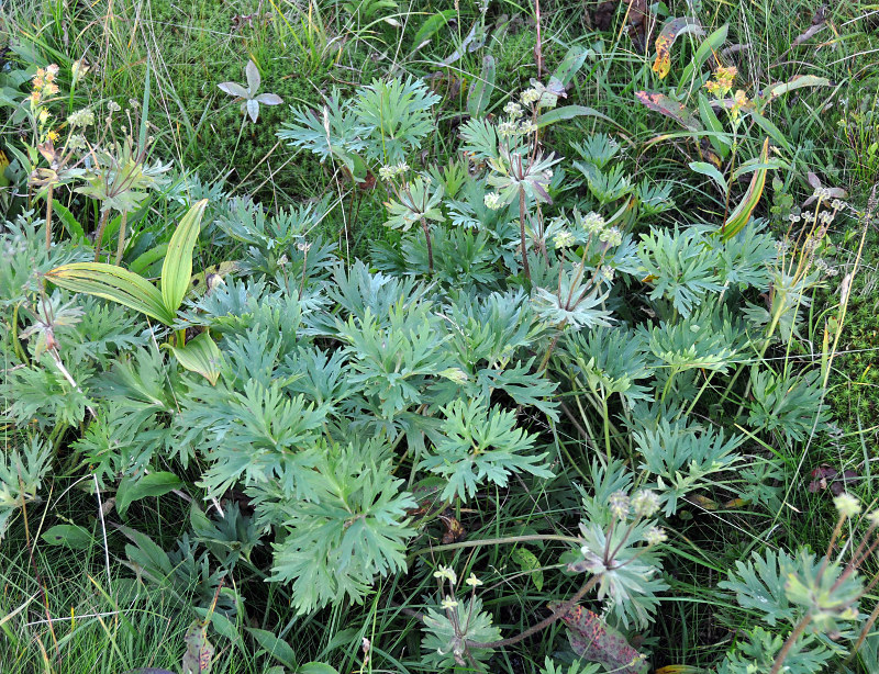 Image of Anemonastrum biarmiense specimen.