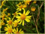 Senecio jacobaea