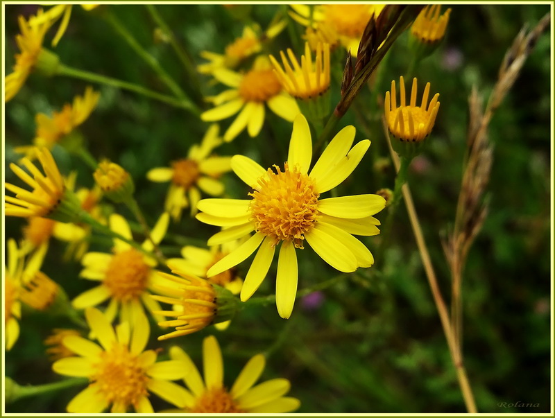 Image of Senecio jacobaea specimen.