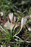 Colchicum kesselringii. Цветущее растение. Южный Казахстан, левобережье Сыр-Дарьи выше Сюткента. 28.03.2014.