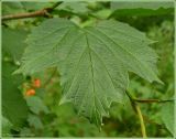 Viburnum opulus