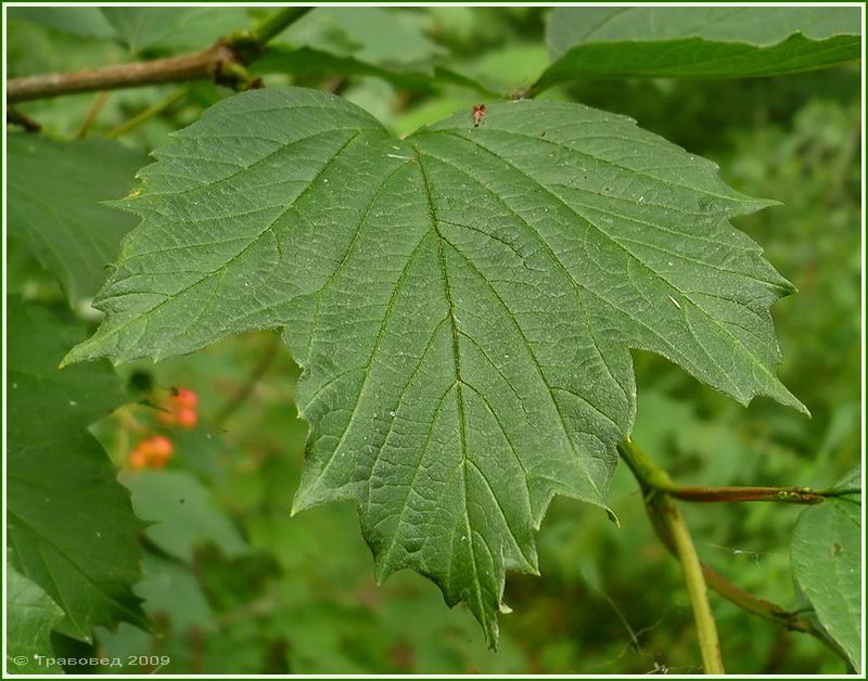 Image of Viburnum opulus specimen.