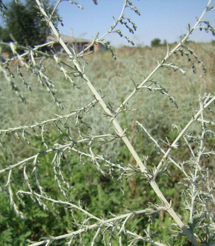 Image of Artemisia santonicum specimen.