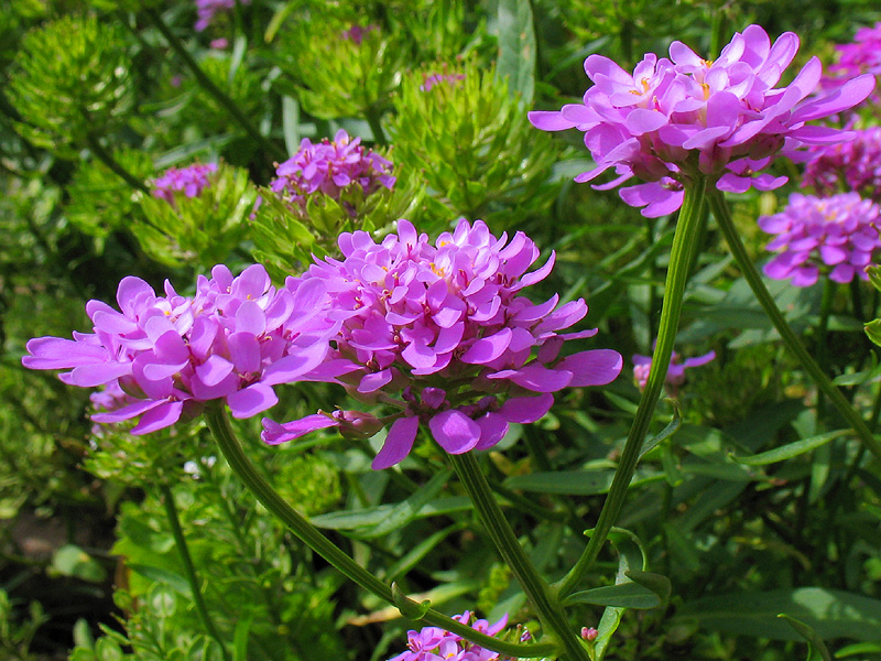 Изображение особи Iberis umbellata.