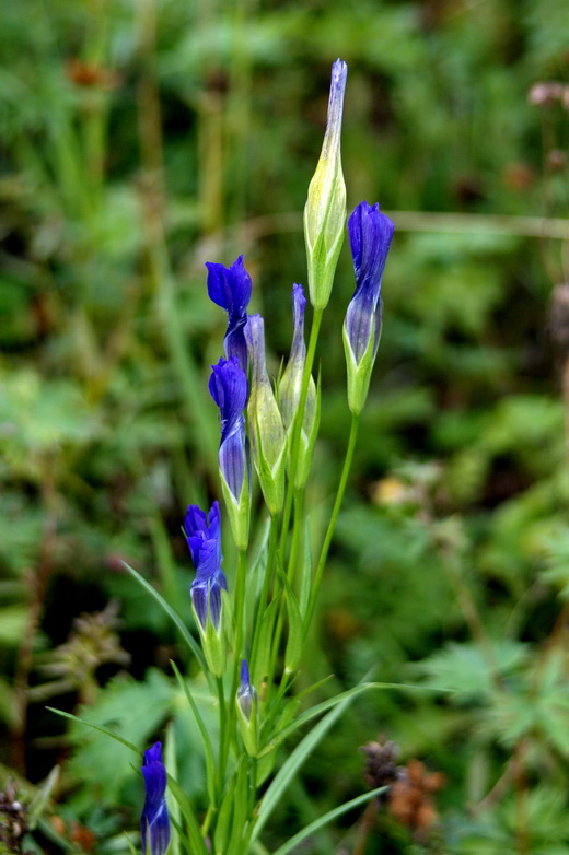 Image of Gentianopsis barbata specimen.