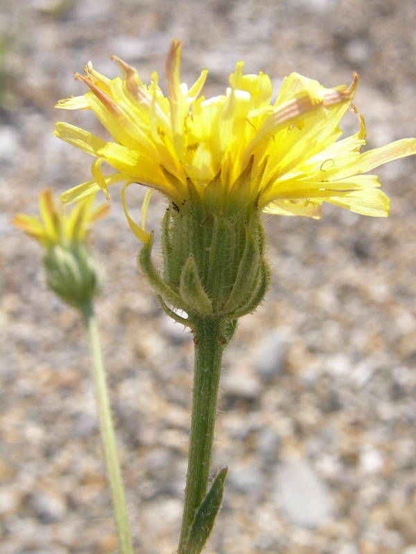 Image of Crepis rhoeadifolia specimen.