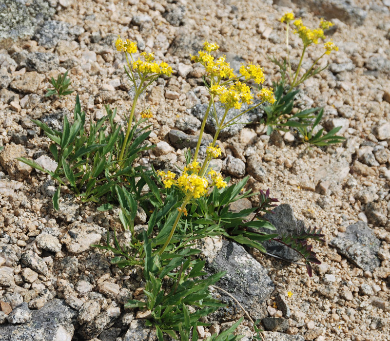 Image of Patrinia sibirica specimen.