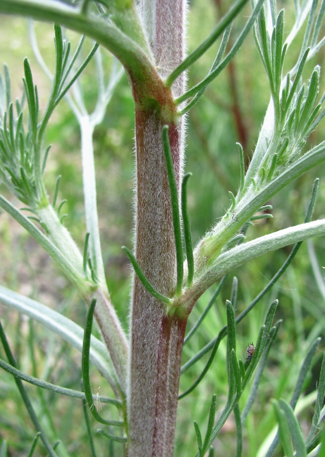 Изображение особи Artemisia campestris.