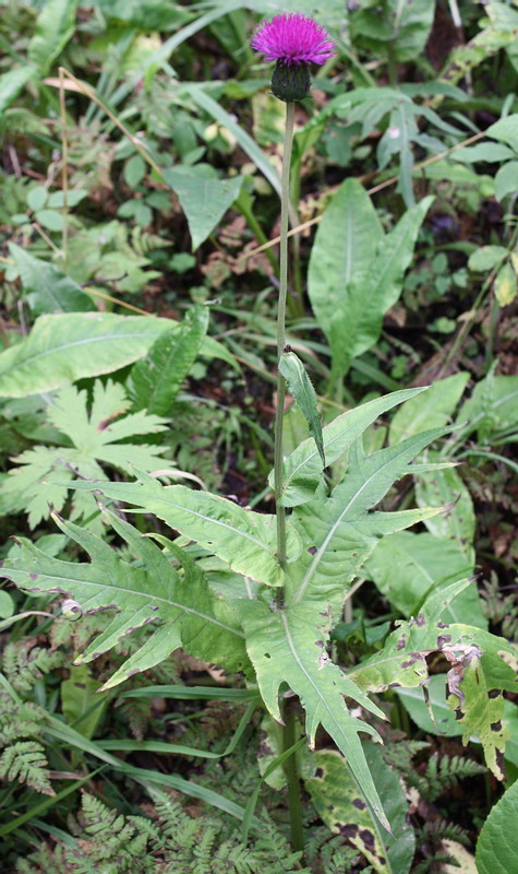 Изображение особи Cirsium heterophyllum.