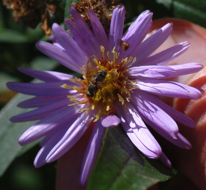 Image of Aster maackii specimen.