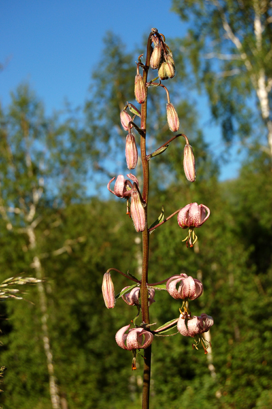 Image of Lilium pilosiusculum specimen.