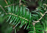 Abies holophylla. Верхушка побега. Приморье, Владивосток, микрор-н Седанка, окр. Пионерского водохранилища, смешанный лес. 06.08.2015.