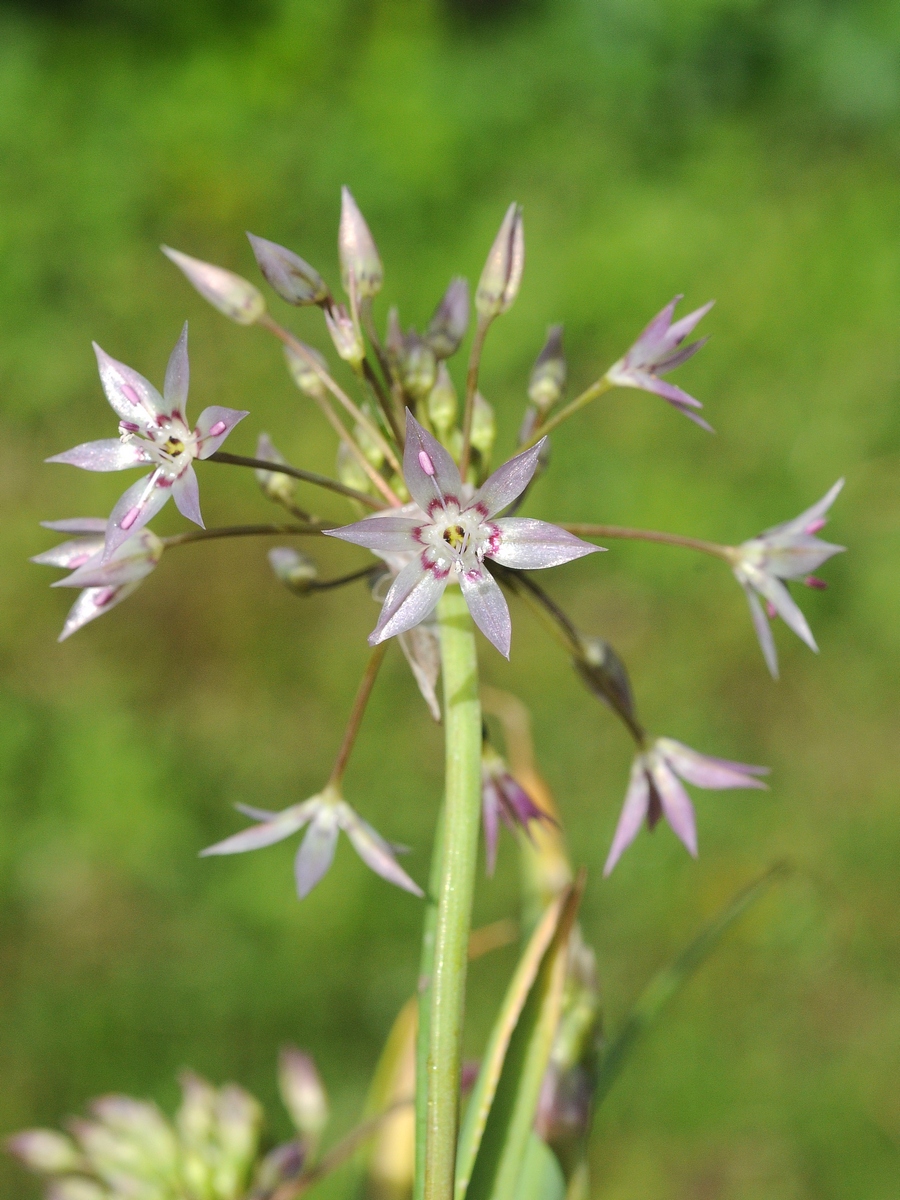 Изображение особи Allium campanulatum.