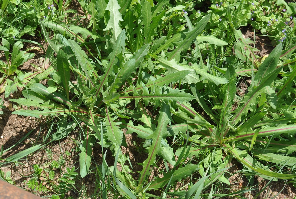 Image of genus Taraxacum specimen.